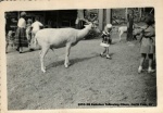 1953-08 Raindeer following Eileen, North Pole, NY .jpg